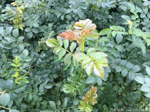 紅刺梅種子發芽出苗圖片