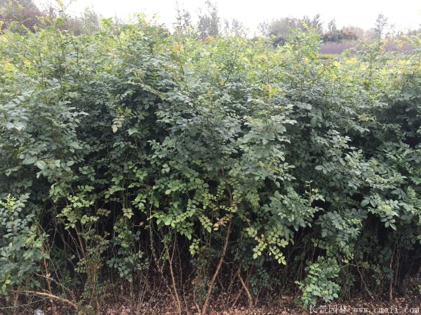 紅刺梅種子發芽出苗圖片