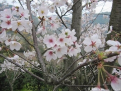 2017年批發櫻花最熱門產地在哪？