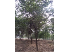 2017年櫸樹行情及價格，關注全國較大的櫸樹產區