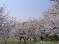 櫻花樹苗8_10公分價格近日來有所上漲，入手要快