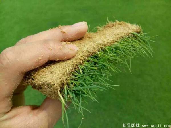 夏威夷草坪草種子發芽出苗圖片