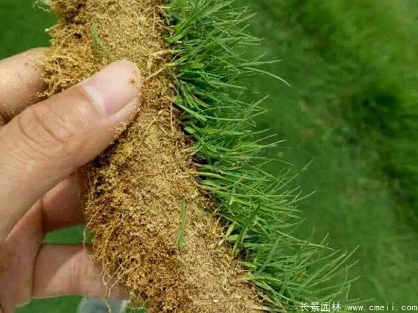 夏威夷草坪草種子發芽出苗圖片