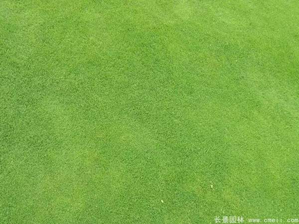夏威夷草坪草種子發芽出苗圖片