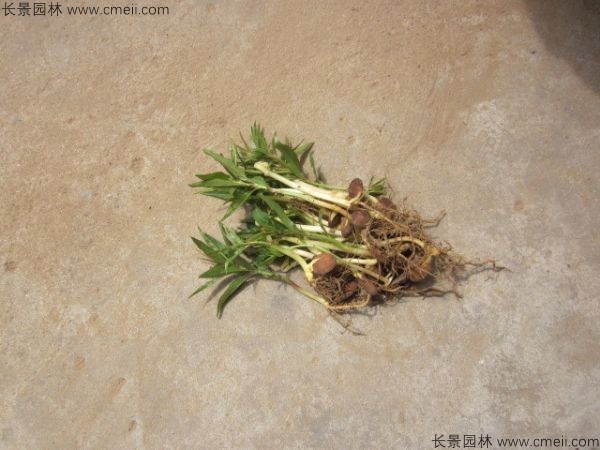 山桃種子發芽出苗圖片
