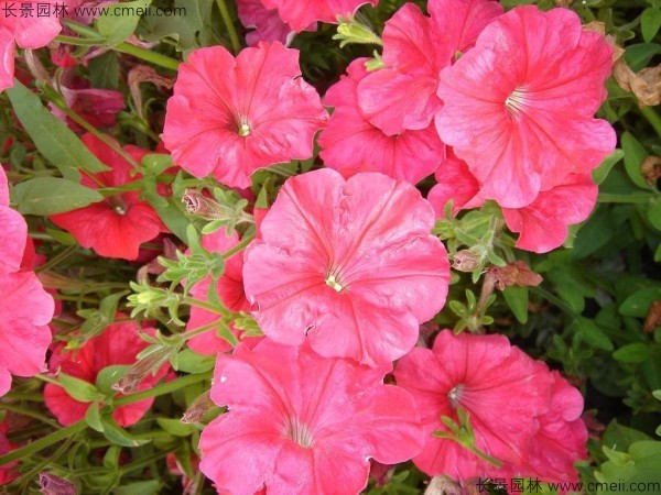 牽?；ǚN子發芽出苗開花圖片