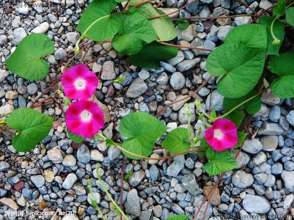 牽?；ǚN子發芽出苗開花圖片