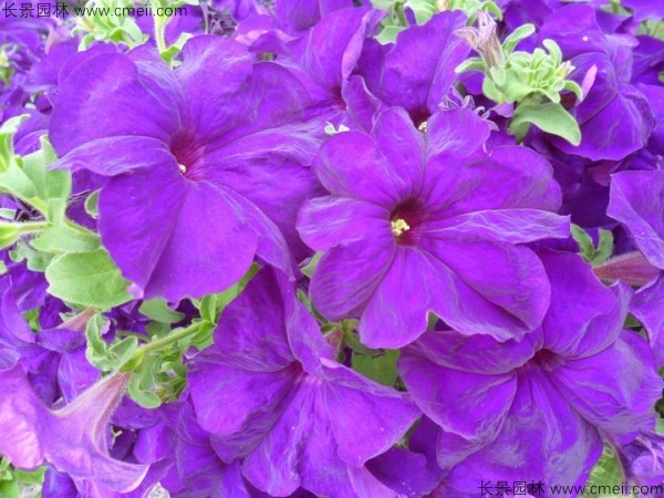 牽?；ǚN子發芽出苗開花圖片