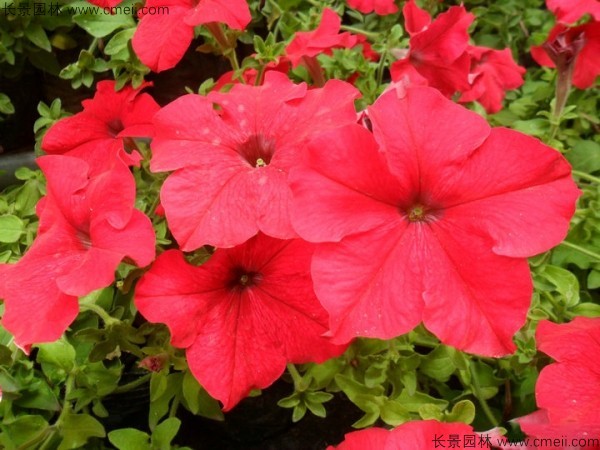 牽?；ǚN子發芽出苗開花圖片