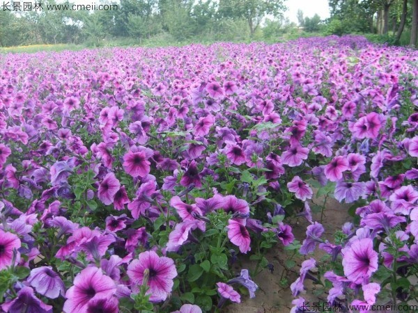 牽?；ǚN子發芽出苗開花圖片