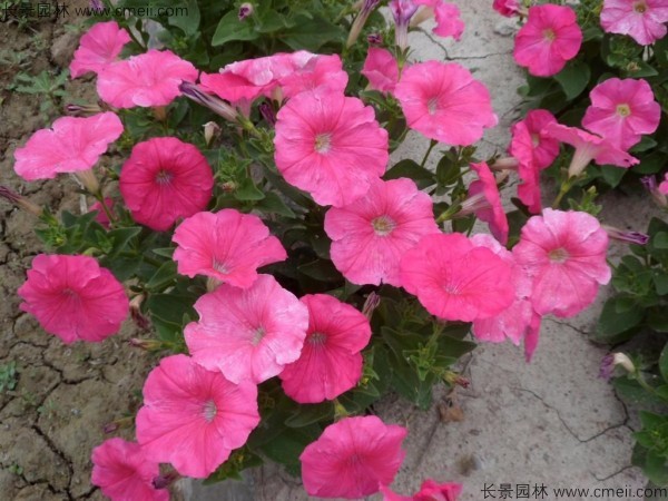 牽?；ǚN子發芽出苗開花圖片