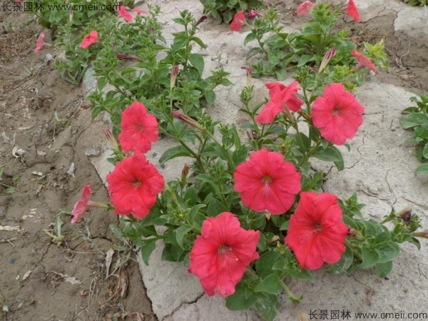 牽?；ǚN子發芽出苗開花圖片