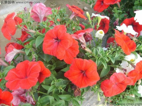 牽?；ǚN子發芽出苗開花圖片
