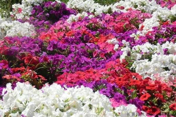 牽?；ǚN子發芽出苗開花圖片
