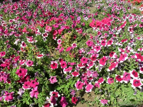 牽?；ǚN子發芽出苗開花圖片