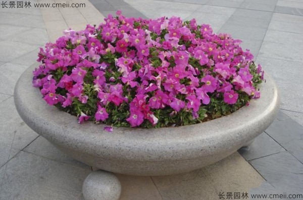 牽?；ǚN子發芽出苗開花圖片