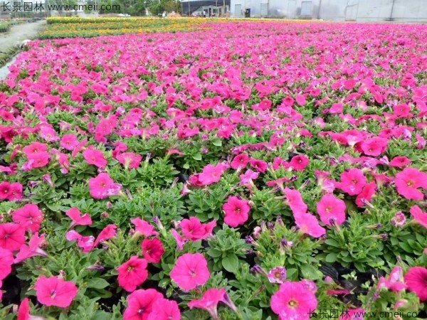 牽?；ǚN子發芽出苗開花圖片