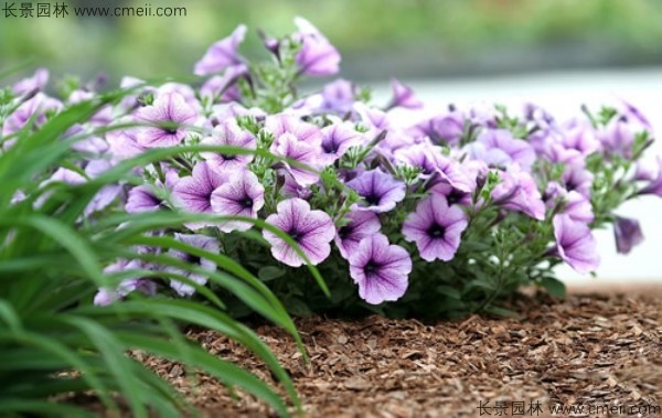 牽?；ǚN子發芽出苗開花圖片