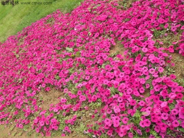 牽?；ǚN子發芽出苗開花圖片