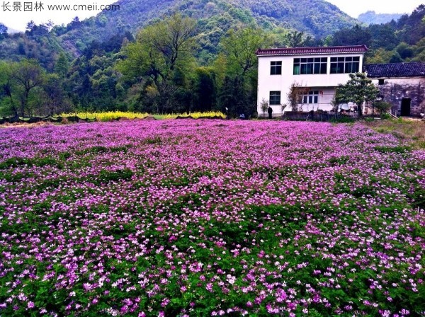 紅花草種子發芽出苗開花圖片
