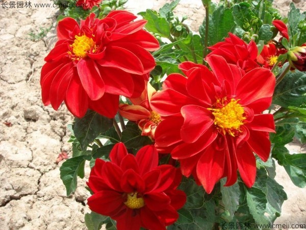 小麗花 小麗花