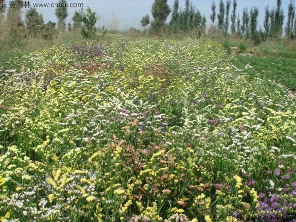 勿忘我種子發芽出苗開花圖片 勿忘我種子發芽出苗開花圖片