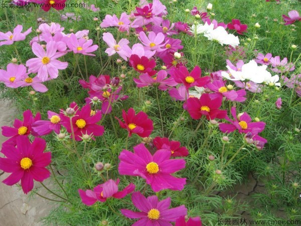 格?；ǚN子發芽出苗開花圖片