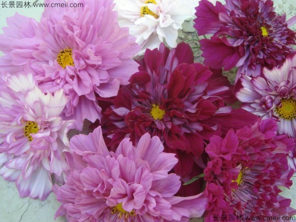 格?；ǚN子發芽出苗開花圖片