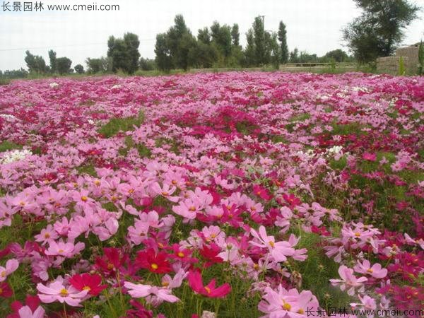 格?；ǚN子發芽出苗開花圖片