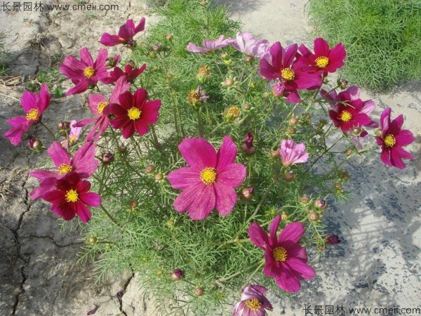 格?；ǚN子發芽出苗開花圖片
