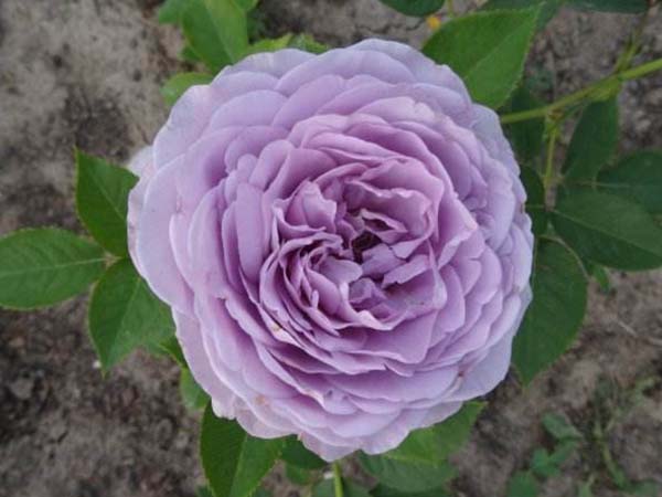 藍色月季花 藍色月季花