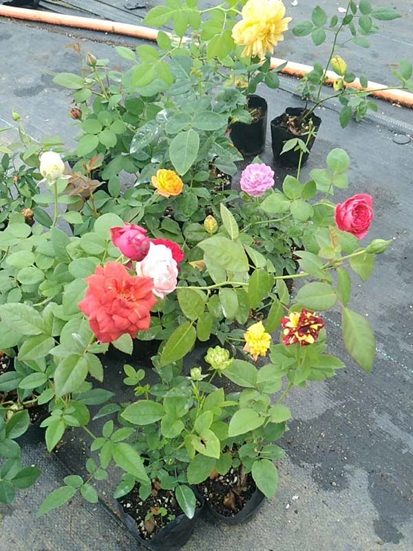 歐月小苗歐洲月季花苗 歐月小苗歐洲月季花苗