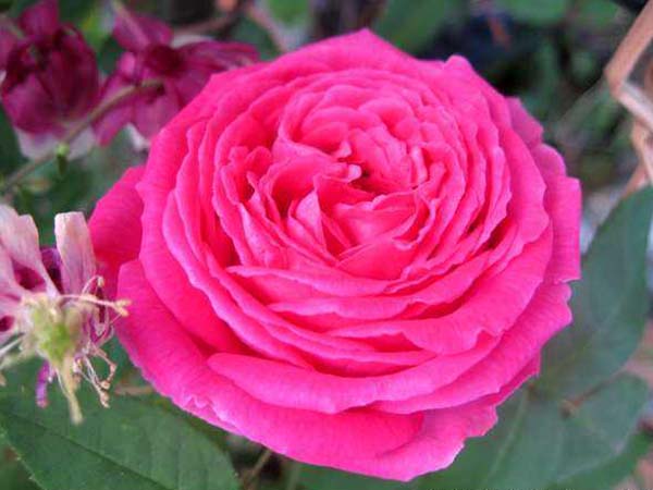 花徑20厘米多月季花品種 花徑20厘米多月季花品種