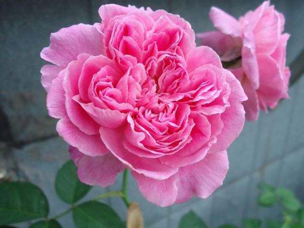 花徑20厘米多月季花品種 花徑20厘米多月季花品種