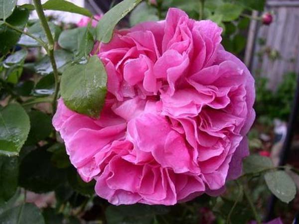 花徑20厘米多月季花品種 花徑20厘米多月季花品種