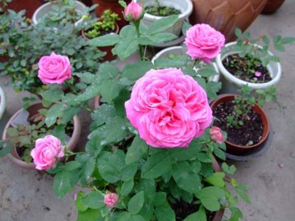 花徑20厘米多月季花品種 花徑20厘米多月季花品種