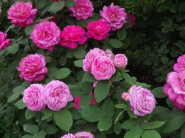 花徑20厘米多月季花品種 花徑20厘米多月季花品種