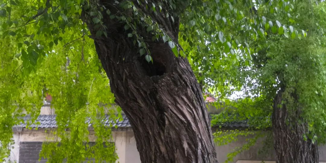 華北衛矛