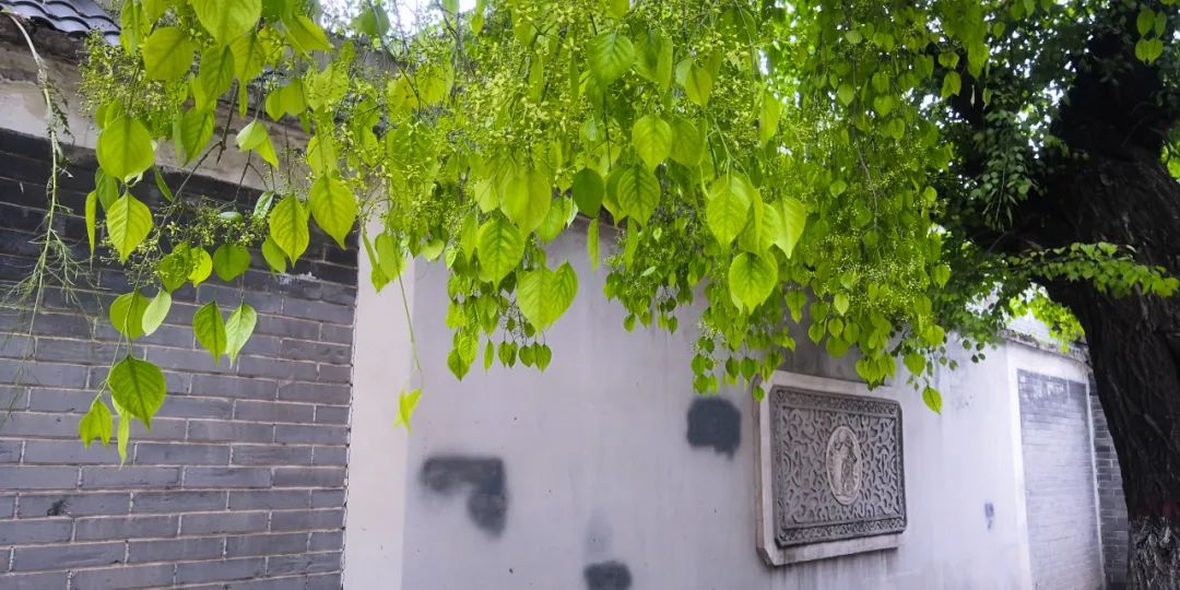 華北衛矛