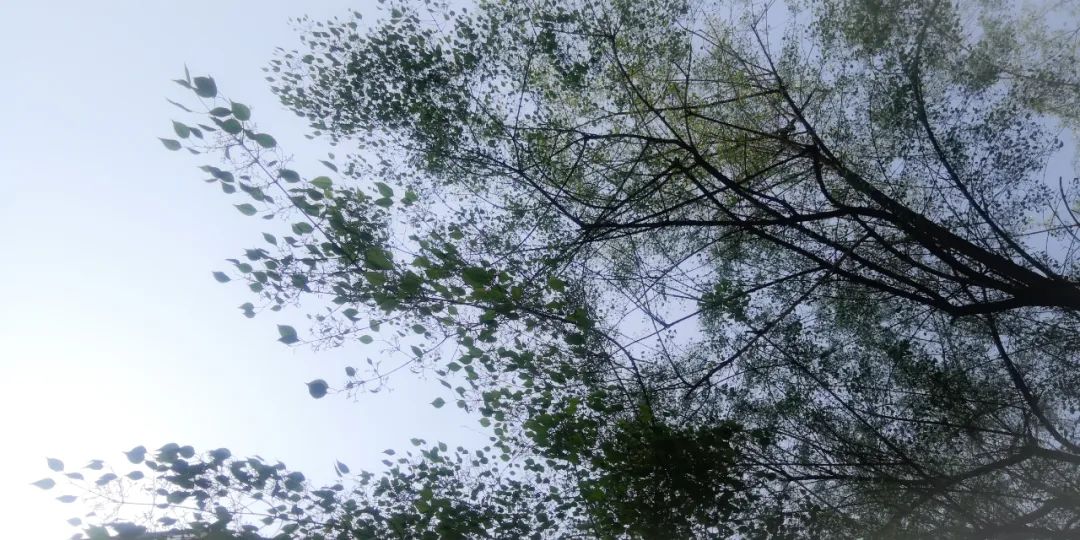 華北衛矛