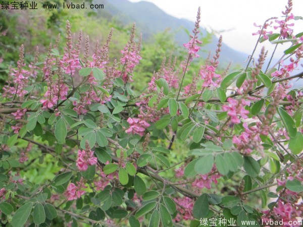 多花木蘭種子