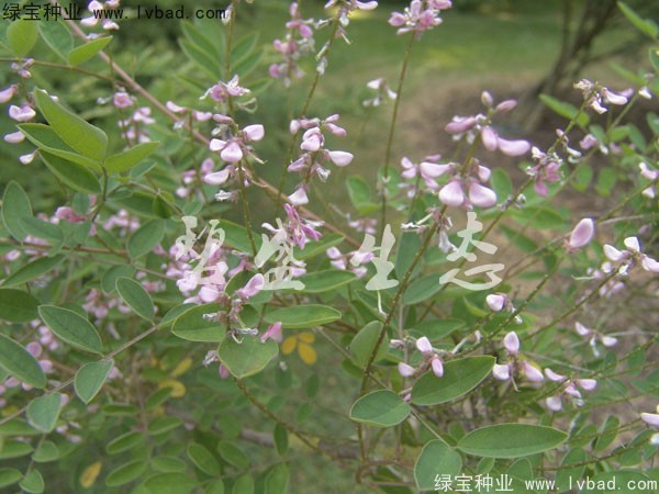 多花木蘭種子
