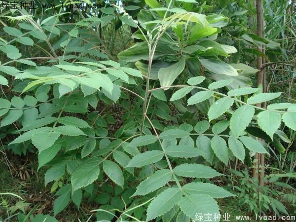 鹽膚木種子