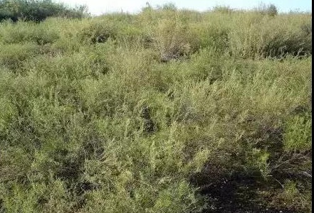 沙蒿