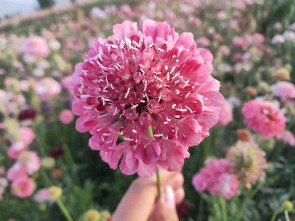 紫盆花種子