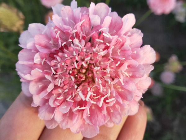 紫盆花種子
