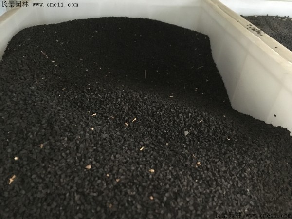 大絨球種子圖片
