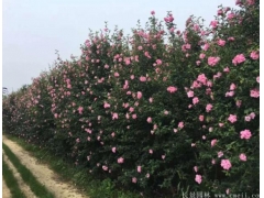 木槿樹苗、木槿花多少錢