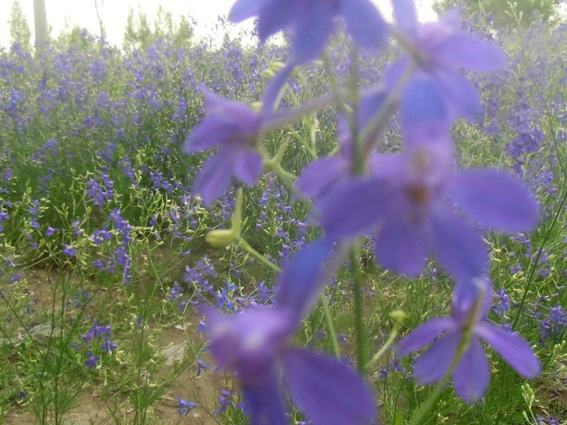 千鳥草