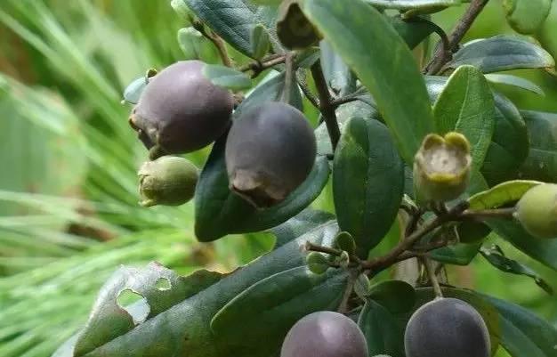 桃金娘可以人工種植嗎？桃金娘種植方法是什么？